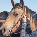 Cashel Cashel Diamond Stamped Trail Browband Headstall