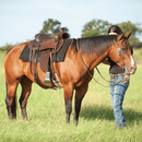 Cashel Cashel Drover Trail Saddle