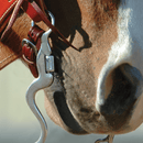Classic Equine Classic Equine 8" Cavalry Cheek Ported Bit