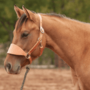 Classic Equine Classic Equine Harness Bronc Halter