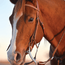 Classic Equine Classic Equine High Port Shoulder Holder Bit