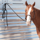 Classic Equine Classic Equine Premium Lead Rope