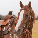 Classic Equine Classic Equine Professional Series: O Ring Smooth Snaffle Bit