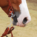 Classic Equine Rickey Green Sharp Setter Bit