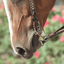 Classic Equine Sherry Cervi Diamond Chain Short Shank Bit