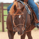 Martin Saddlery Martin Saddlery Adjustable Harness Cavesson