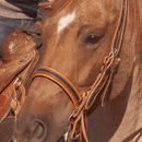 Martin Saddlery Martin Saddlery Chocolate Harness Leather Noseband