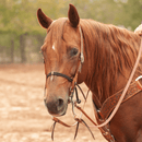 Martin Saddlery Martin Saddlery Nylon Double Rope Noseband