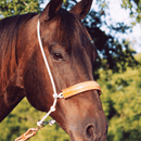 Martin Saddlery Martin Saddlery Rope/Leather Cover Headsetter Tiedown