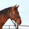 Classic Equine Classic Equine Wide Nose Mule Tape Halter w/ Lead