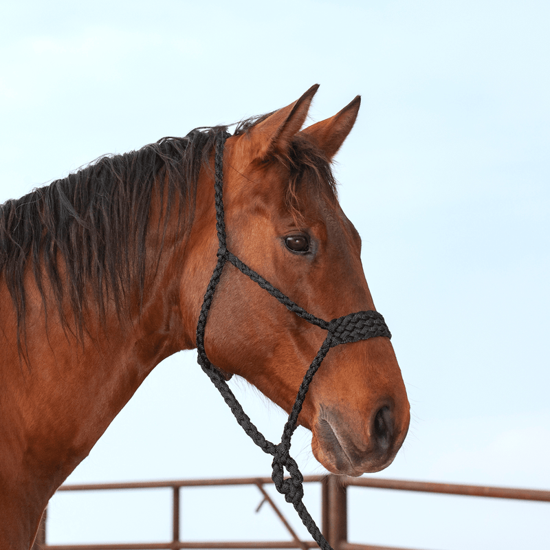 Classic Equine Classic Equine Wide Nose Mule Tape Halter w/ Lead