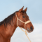 Classic Equine Classic Equine Wide Nose Mule Tape Halter w/ Lead