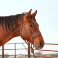 Classic Equine Classic Equine Wide Nose Mule Tape Halter w/ Lead