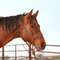 Classic Equine Classic Equine Wide Nose Mule Tape Halter w/ Lead