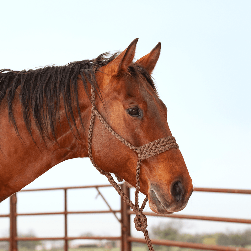 Classic Equine Classic Equine Wide Nose Mule Tape Halter w/ Lead
