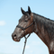 Cashel Cashel Flat Braid (Mule Tape) Halter
