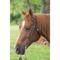 Circle Y Saddles Circle Y Classic Floral Browband Headstall