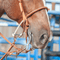 Classic Equine Classic Equine 7 1/2" Cheek Snaffle Bit