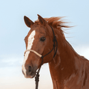 Classic Equine Classic Equine Braided Rawhide Rope Halter with Lead