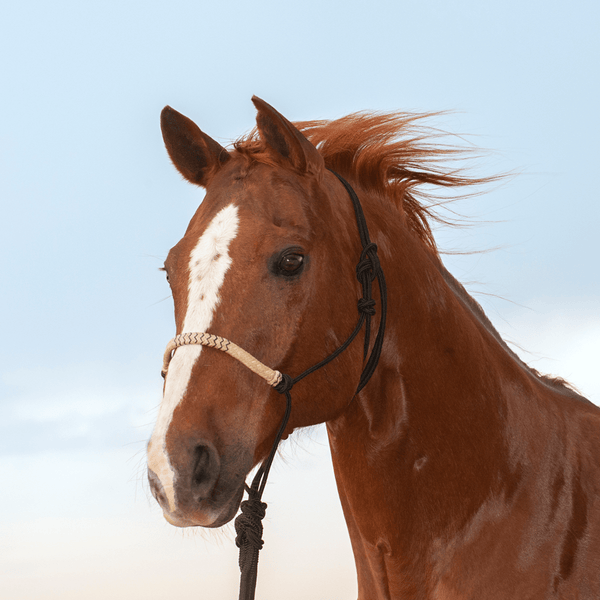 Classic Equine Classic Equine Braided Rawhide Rope Halter with Lead