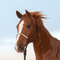 Classic Equine Classic Equine Braided Rawhide Rope Halter with Lead