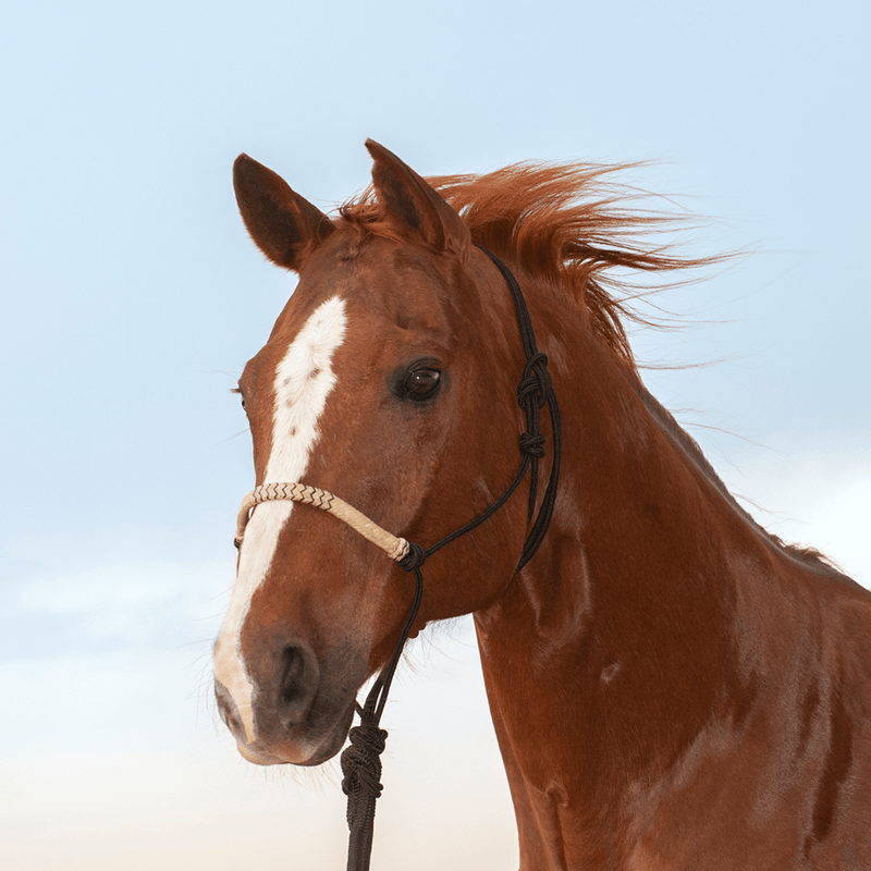 Classic Equine Classic Equine Braided Rawhide Rope Halter with Lead