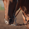 Classic Equine Classic Equine Cowhorse Collection 2 1/2" San Joaquin Port with Tongue Relief Bit