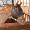Classic Equine Classic Equine MagNTX Mask