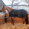 Classic Equine Classic Equine MagNTX Sheet