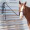 Classic Equine Classic Equine Premium Lead Rope