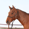 Classic Equine Classic Equine Premium Rope Halter w/ Lead