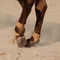 Classic Equine Classic Equine Pro Reiner Skid Boots