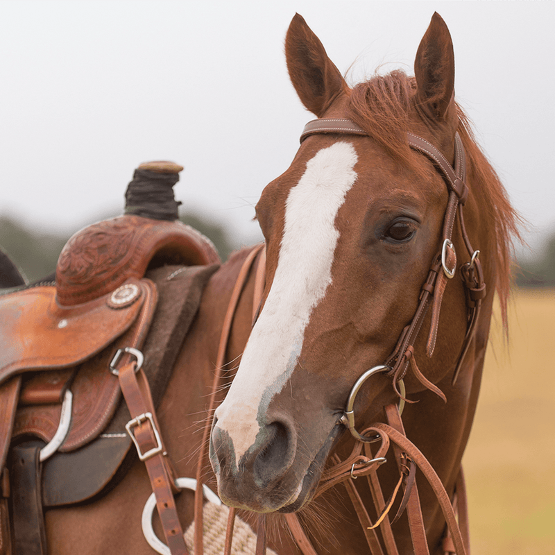 Classic Equine Classic Equine Professional Series: O Ring Twisted Wire Snaffle Bit