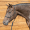 Classic Equine Classic Equine Quick Change Halter w/ Lead
