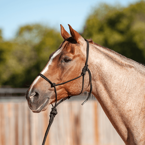 Horse Noseband Tack Bronc Leather HALTER Tiedown Lead Rope 28035 