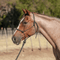 Classic Equine Classic Equine Rope Halter with Lead