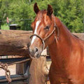 Classic Equine Classic Equine Rope Nose Halter with Lead