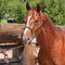 Classic Equine Classic Equine Rope Nose Halter with Lead