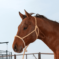 Classic Equine Classic Equine Rope Nose Halter with Lead