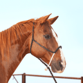Classic Equine Classic Equine Rope Nose Halter with Lead
