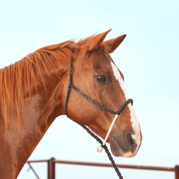 Classic Equine Classic Equine Rope Nose Halter with Lead