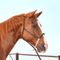 Classic Equine Classic Equine Rope Nose Halter with Lead