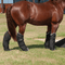 Classic Equine Classic Equine Shipping Boots