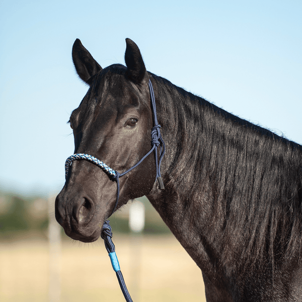Classic Equine Classic Equine Tri-Tone Halter with Lead