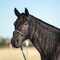 Classic Equine Classic Equine Tri-Tone Halter with Lead