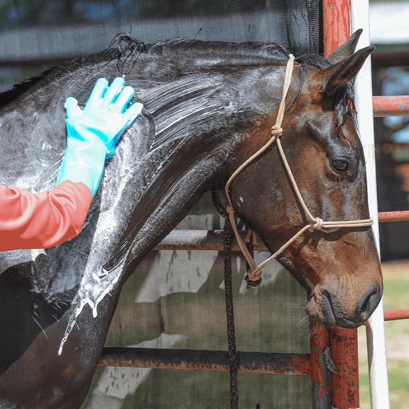 Classic Equine Classic Equine Wash Gloves