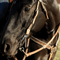 Classic Equine Goostree CG Bit