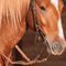 Classic Equine Sherry Cervi Diamond 3 pc Long Shank II Bit