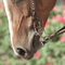 Classic Equine Sherry Cervi Diamond Chain Short Shank Bit