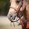 Cowboy Tack Cowboy Tack 1 1/4″ Golden Leather Spider Stamp Noseband